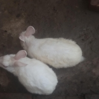 white-red-eyed-rabbits-for-sale-hare-lahore-2