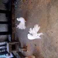 american-fantail-fantail-pigeons-lahore-2