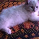 siberian-ragdoll-cats-for-sale-persian-cats-karachi-4