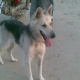 want-2-sell-my-german-shepherd-dog-german-shepherd-lahore-cantt-4