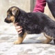 german-shaped-pups-for-sale-german-shepherd-lahore-2