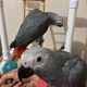 pair-of-african-grey-parrot-for-sale-african-grey-parrot-karachi-3