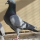 indian-pigeons-for-sale-urgent-lahores-rawalpindi-3