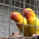 lutino-personata-lovebirds-karachi-1