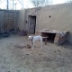 for-sale-bully-gultaria-other-sargodha-1