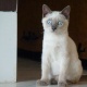 siamese-with-blue-eyes-for-sale-siamese-islamabad-2