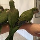 baby-quaker-parrots-other-lahore-1