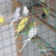 budgies-for-sale-australian-budgies-karachi-12