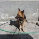 german-shepherd-trained-dog-german-shepherd-lahore-2