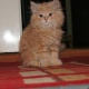 kittens-are-available-persian-cats-karachi-3