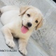 highly-pedigreed-labrador-puppies-for-sale-labrador-retriever-karachi-2