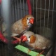 orange-king-finch-for-sale-king-finch-karachi-2