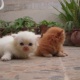 six-triple-coat-persian-doll-faced-kittens-for-sale-persian-cats-lahore-cant-5