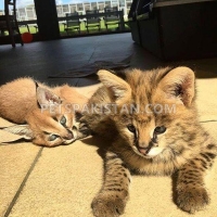 serval-savannah-caracal-and-ocelot-kittens-for-sale-bengal-renala-khurd-1