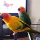 complete-tame-parrots-cockatoos-amazons-with-different-species-and-fertile-eggs-for-sale-sun-conure-islamabad