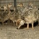 parrot-chicks-ostrich-chicks-and-100-fresh-fertile-eggs-for-sale-www-islandaviary-com-african-grey-parrot-islamabad-5