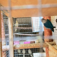 beautiful-blue-mask-lovebird-parrots-with-lovely-voice-lovebirds-lahore