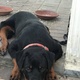 male-rottweiler-for-sale-for-30k-rottweiler-karachi-1