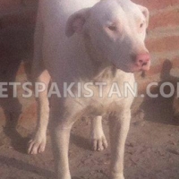 pair-of-kohati-gull-terr-dogs-for-sale-other-gojra-2