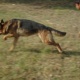 german-shephered-puppies-for-sale-german-shepherd-faisalabad-3