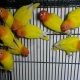 lutino-personata-lovebirds-hyderabad-1