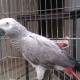 african-grey-african-grey-parrot-karachi-2