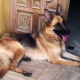 german-shepherd-puppies-for-sale-german-shepherd-lahore-cant-2