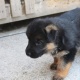 german-shephard-puppy-for-sale-in-islamabad-german-shepherd-islamabad-2