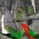 king-parrot-alexandrine-parrot-karachi-1