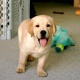 labrador-golden-retriever-pups-puppies-for-sale-pedigreed-and-best-breed-golden-retriever-islamabad-1