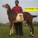 goats-bkara-bakray-beetal-rajanpuri-desi-sheep-kajla-mundra-free-delivery-for-qurbani-in-lahore-faisalabad-islamabad-rawalpindi-abbotabad-african-silverbill-finch-lahore
