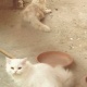 six-triple-coat-persian-doll-faced-kittens-for-sale-persian-cats-lahore-cant-10