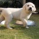 pure-breed-male-adorable-8-week-lab-puppies-labrador-retriever-lahore-1