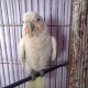 semi-tamed-goffin-cockatoo-for-sale-in-pakistan-cockatoos-bahawalpur-3