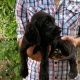 high-quality-cocker-spaniels-pups-cocker-spaniel-lahore-2