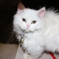 persian-kitten-white-persian-cats-lahore-5