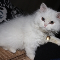 persian-kitten-white-persian-cats-lahore-2