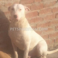 pair-of-kohati-gull-terr-dogs-for-sale-other-gojra-3