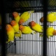 lutino-personata-lovebirds-hyderabad-4