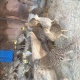 pheasants-chicks-for-sale-golden-pheasant-islamabad-2