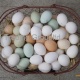 fertilized-hatching-parrot-eggs-for-sale-african-grey-parrot-akhtar-abad-1