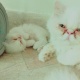 perisan-pikki-cat-persian-cats-karachi-2