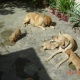 labrador-puppies-for-sale-in-rawalpindi-labrador-retriever-rawalpindi-2