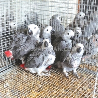 grey-parrots-for-sale-african-grey-parrot-qabula-2