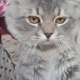 persian-cat-and-kittens-for-sale-persian-cats-karachi-1