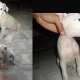 gulterr-kohati-pupps-bulltare-lahore-4