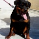 rottweiler-pups-for-sale-rottweiler-islamabad-2