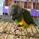 cuddly-tame-baby-senegal-parrots-palm-cockatoos-and-african-greys-for-sale-senegal-parrots-islamabad
