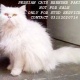 full-punch-face-male-cat-for-stud-service-location-karachi-persian-cats-karachi-3