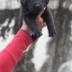 pure-breed-labrador-puppies-labrador-retriever-islamabad-2